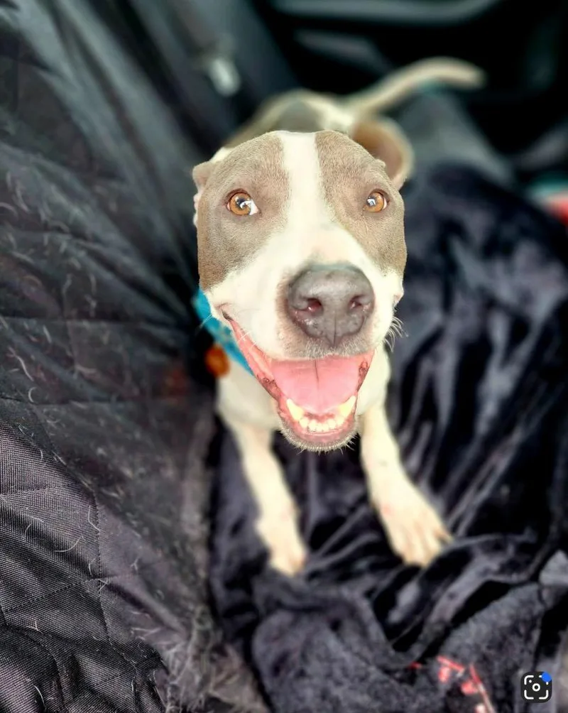 Honeybell thumbnail 2