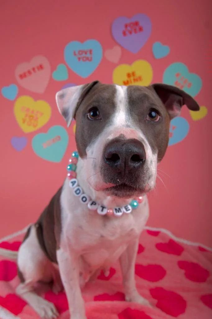 Honeybell thumbnail 5