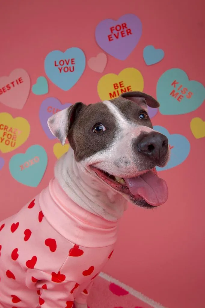 Honeybell thumbnail 6