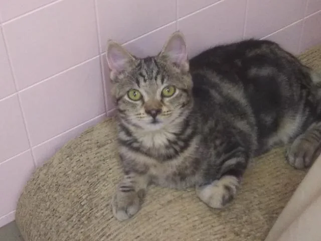 A young medium-sized male Tabby (Gray / Blue / Silver) Domestic Short Hair cat named Bammer for adoption in Libby, MT