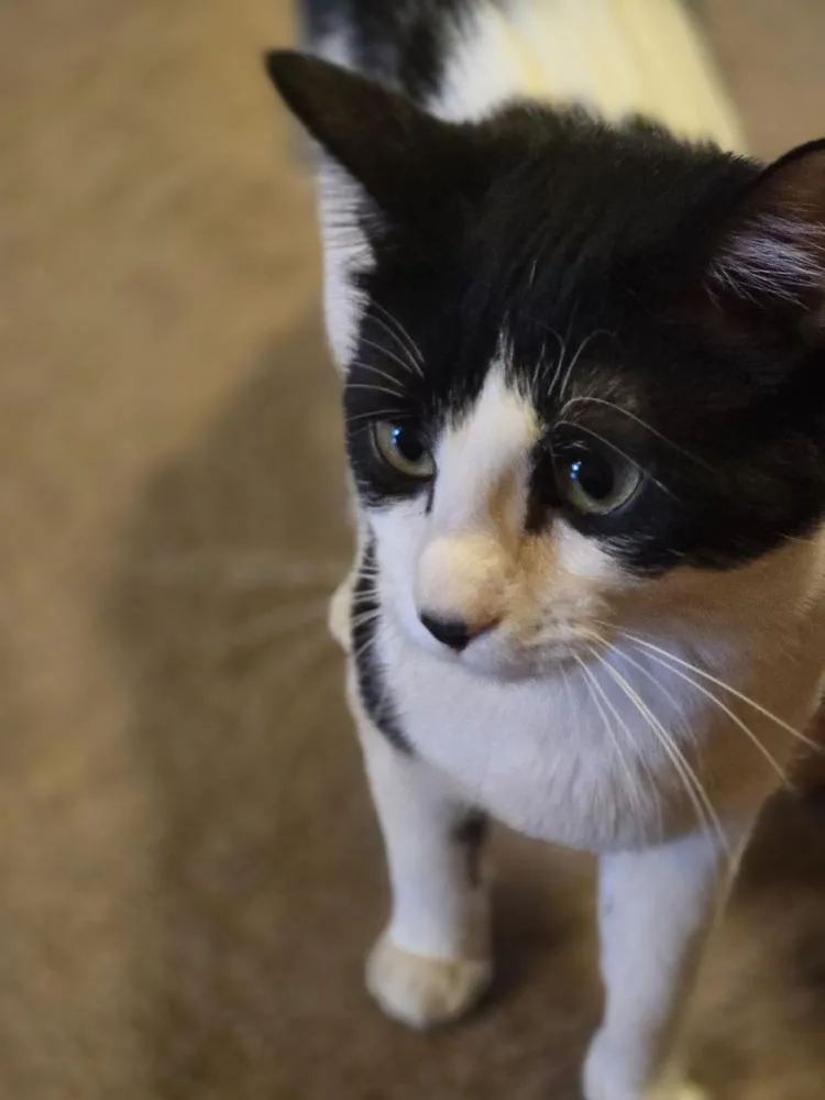An adult medium-sized female Domestic Short Hair cat named Mocha for adoption in Lafayette, CO