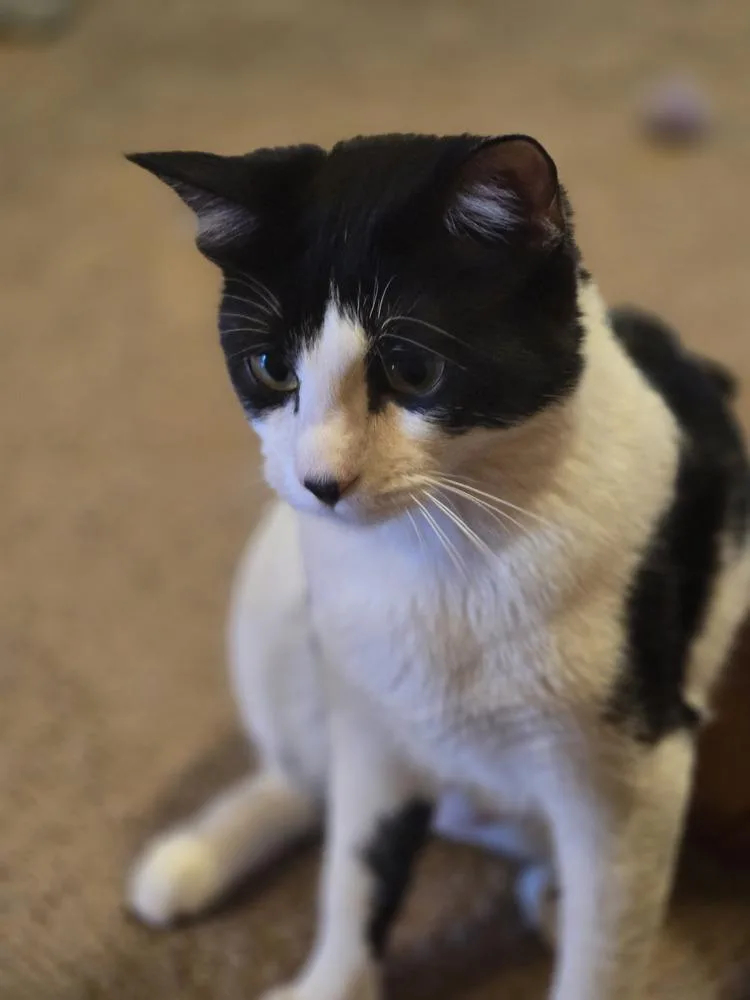 Mocha thumbnail 3