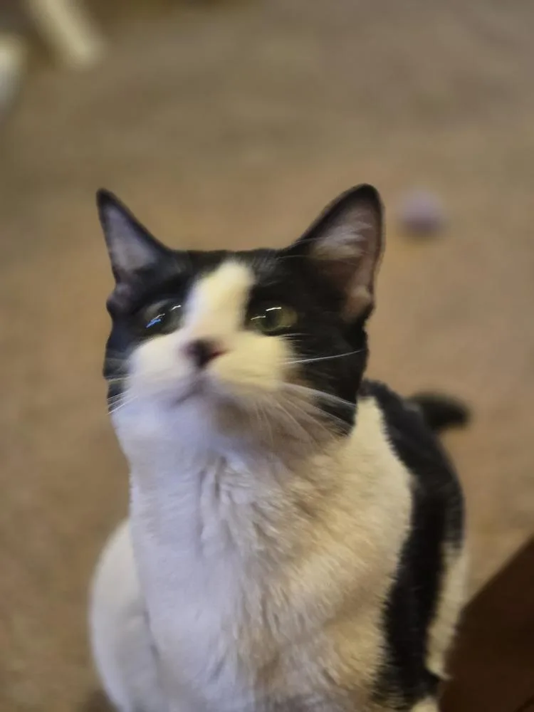 Mocha thumbnail 4