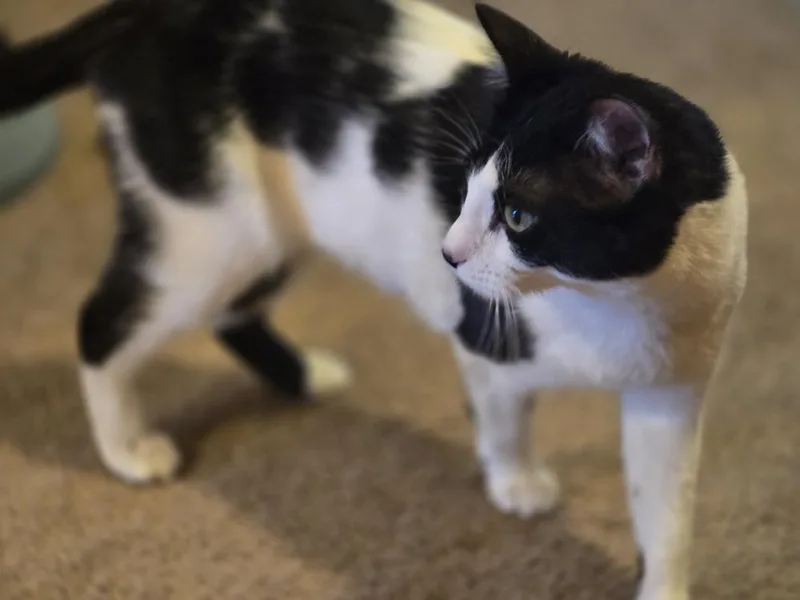 Mocha thumbnail 5