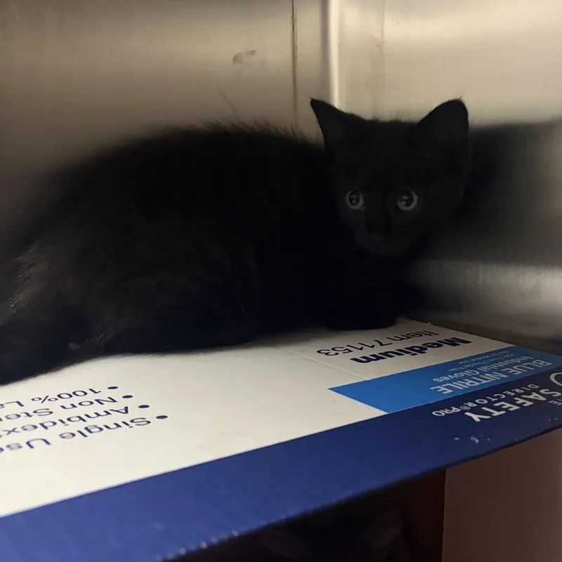 A baby small-sized female Black Domestic Short Hair cat named Eevee for adoption in Chicago, IL