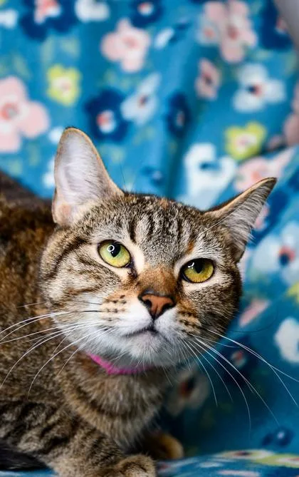 An adult small-sized female Domestic Short Hair cat named Carol for adoption in Yakima, WA