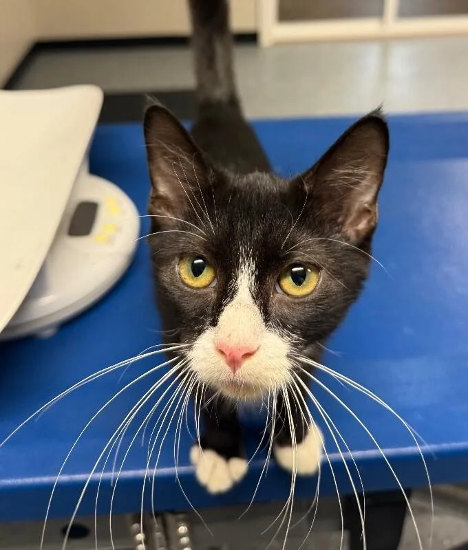 A young medium-sized male Domestic Short Hair cat named Stitch for adoption in Yankton, SD