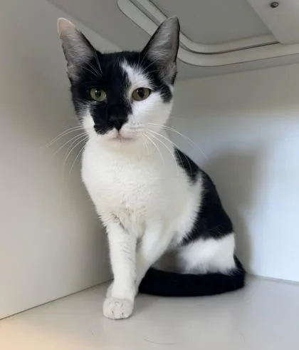 A young small-sized female Domestic Short Hair cat named Chely for adoption in Divide, CO