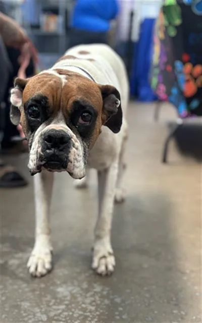 An adult large-sized female Mixed Breed dog named Sasha for adoption in Dallas, TX