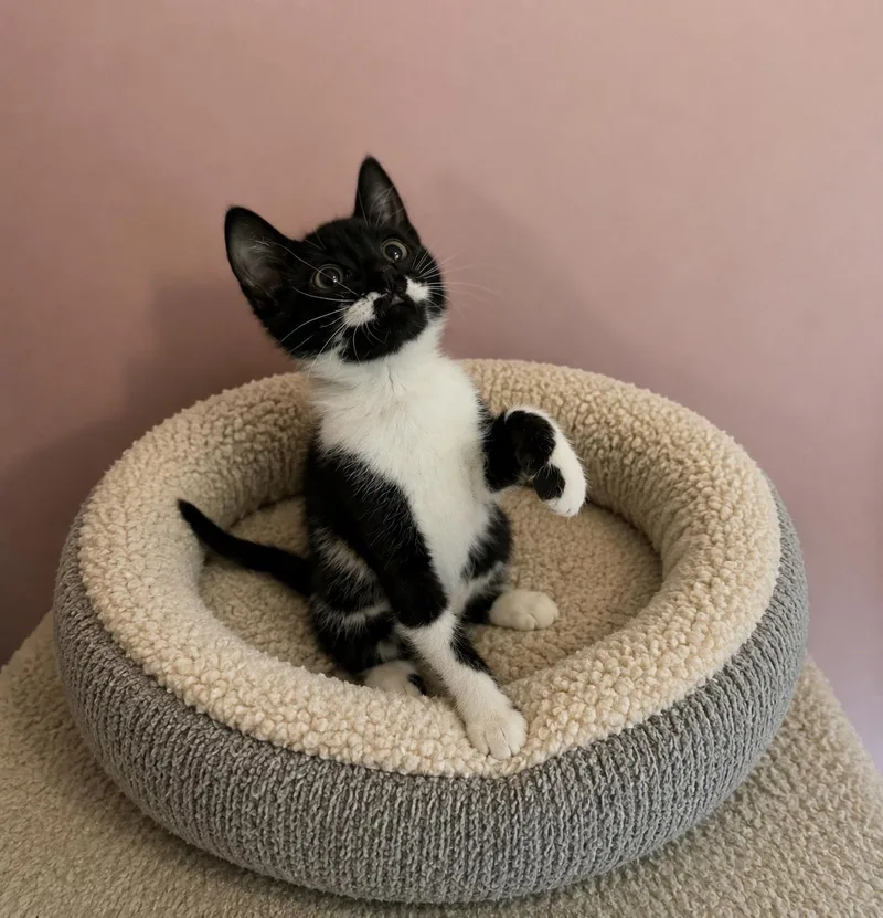 A young medium-sized female Black & White / Tuxedo Domestic Short Hair cat named Party Cake Peep for adoption in Belchertown, MA