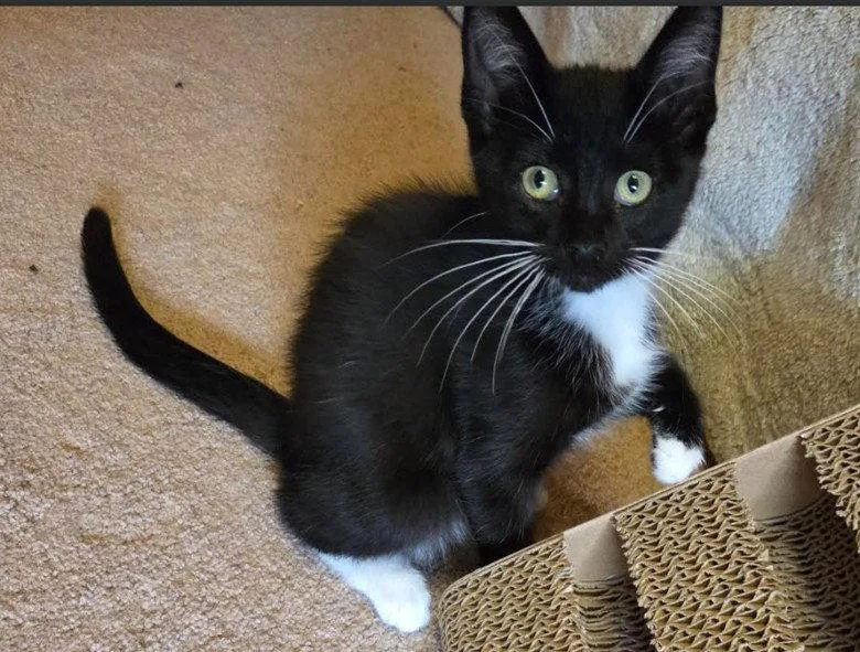 A baby small-sized male Domestic Short Hair cat named C Litter Oreo for adoption in Livonia, MI