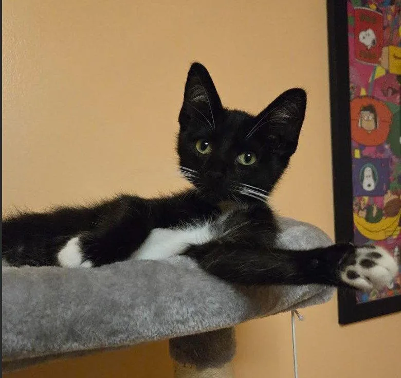 C Litter Oreo thumbnail 2