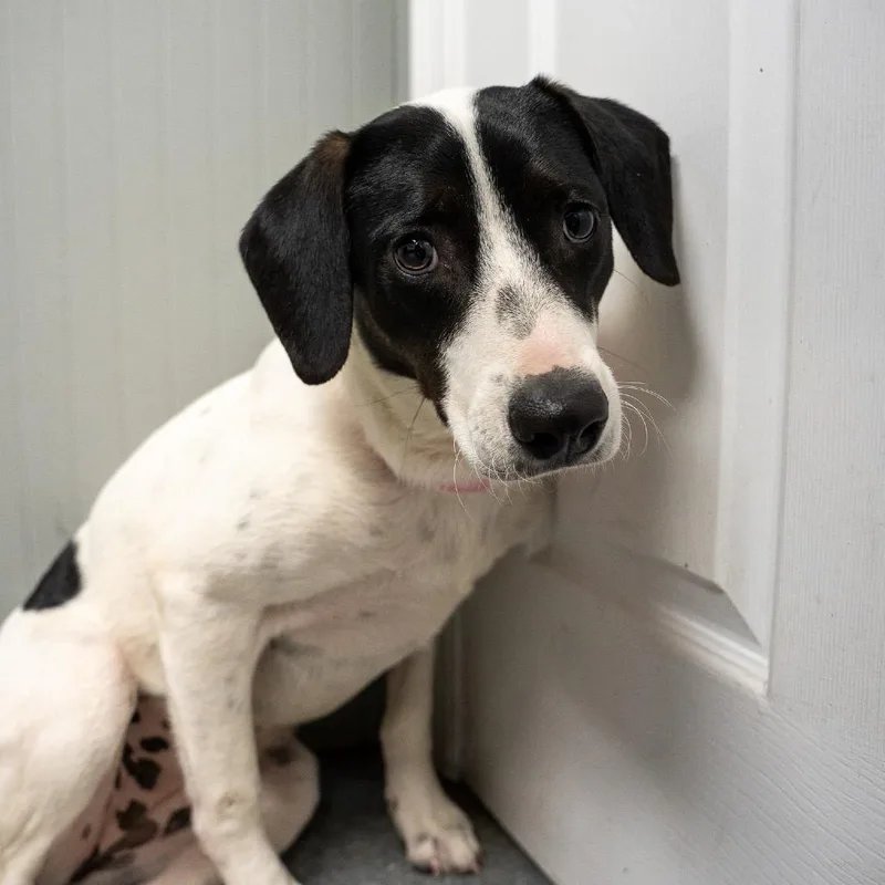 A young medium-sized female Collie dog named Sweetie for adoption in Pawling, NY