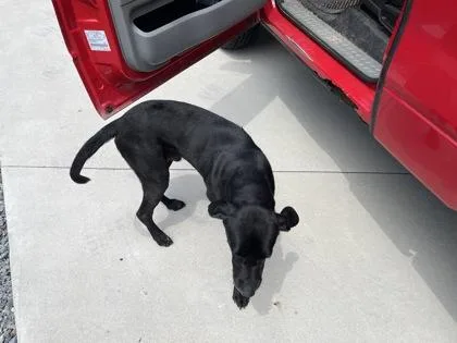 A young medium-sized male Hound dog named Cole for adoption in Blue Ridge, GA