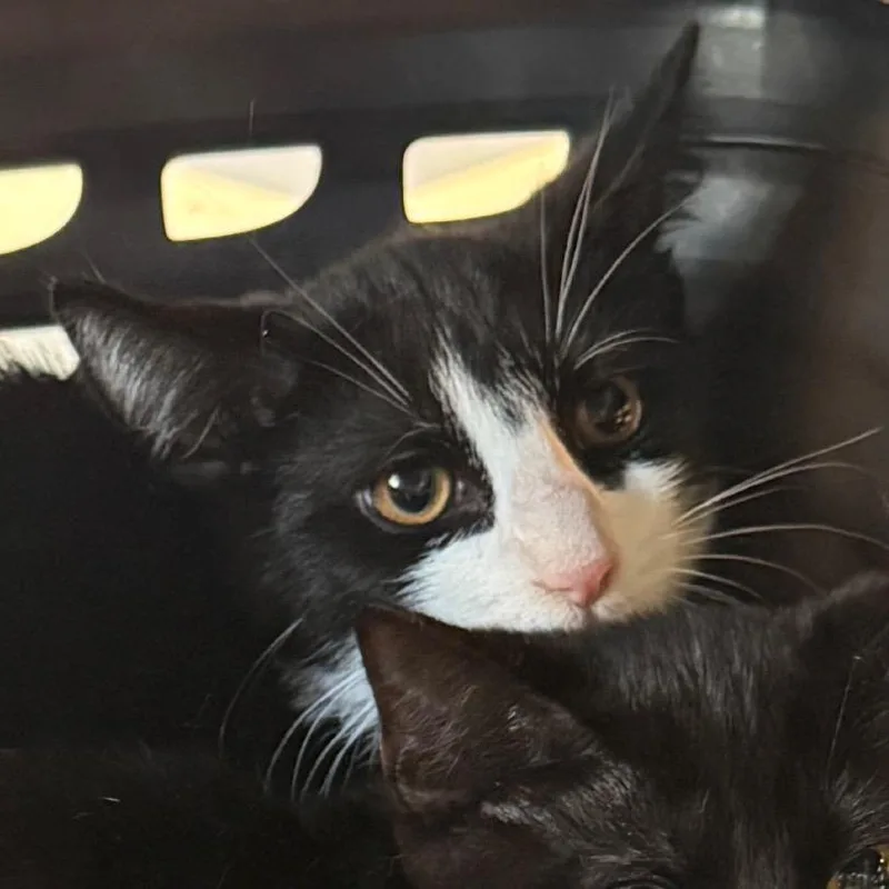 A baby small-sized male Black Domestic Short Hair cat named Itsy for adoption in Charlottesville, VA