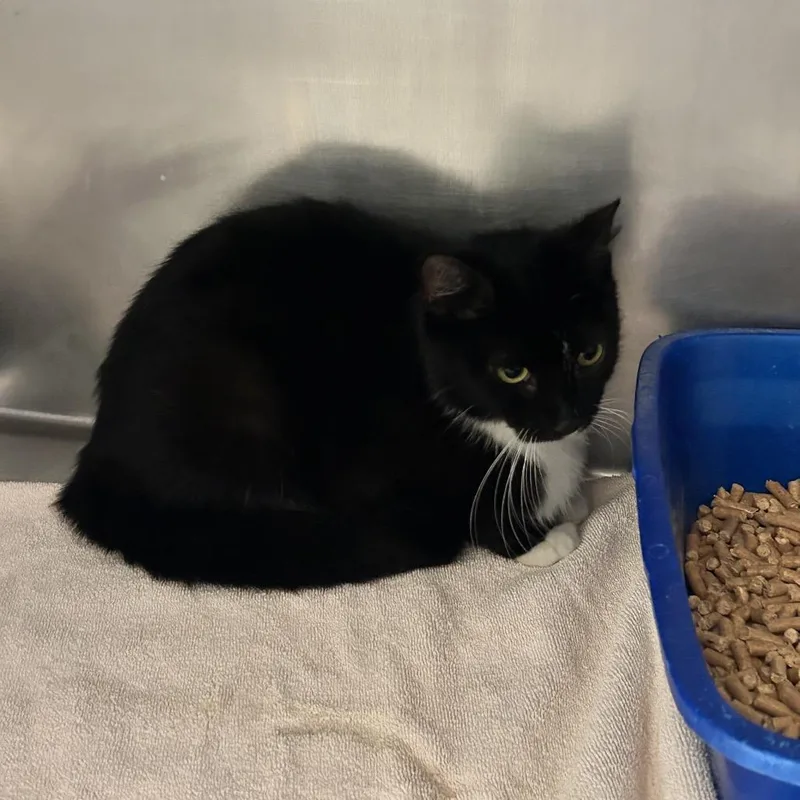 A young medium-sized female Black American Shorthair cat named Caterina for adoption in Bristol, IN