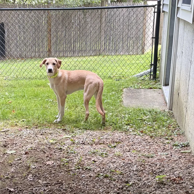 A baby medium-sized female Labrador Retriever dog named Twinkie for adoption in Pembroke, MA