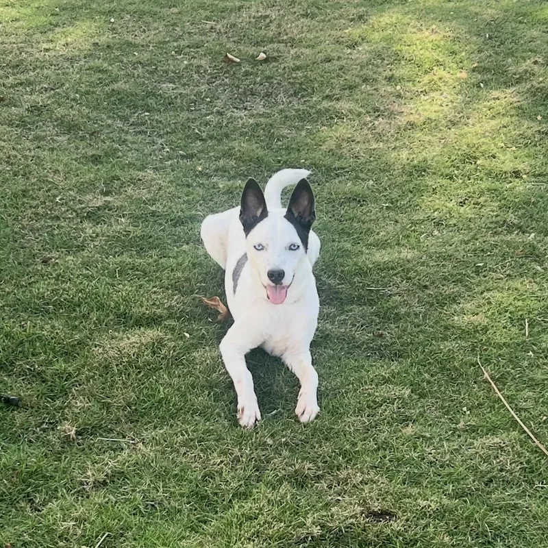 A young small-sized male Black Australian Cattle Dog / Blue Heeler dog named Kona for adoption in New York, NY