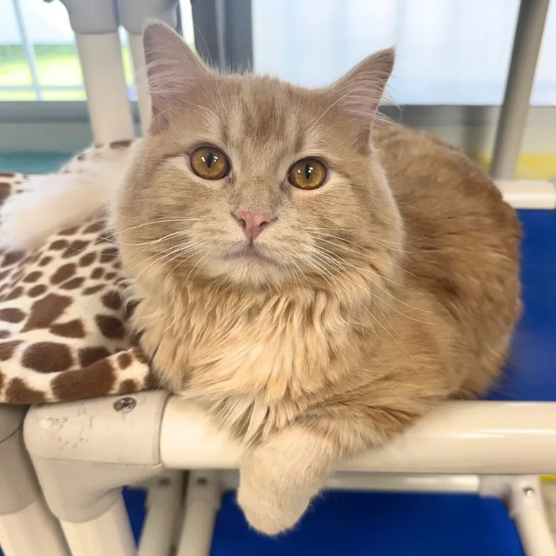 A baby medium-sized male Domestic Long Hair cat named Koa for adoption in Saint Petersburg, FL