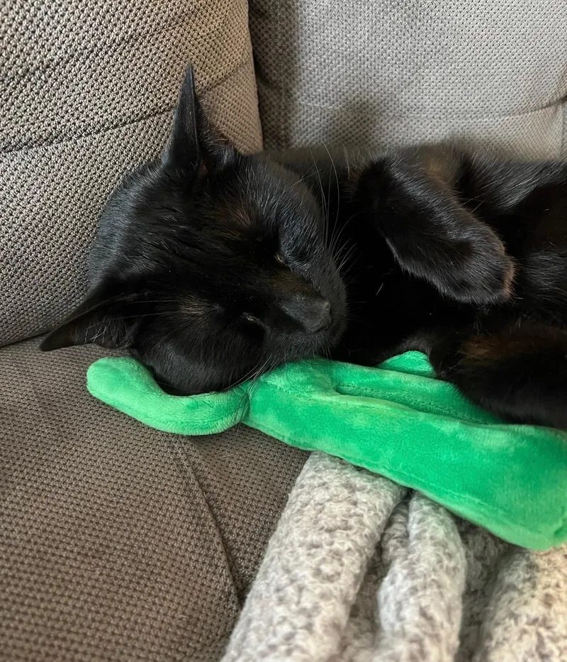 An adult medium-sized male Black Bombay cat named Freddie for adoption in Beverly Hills, CA