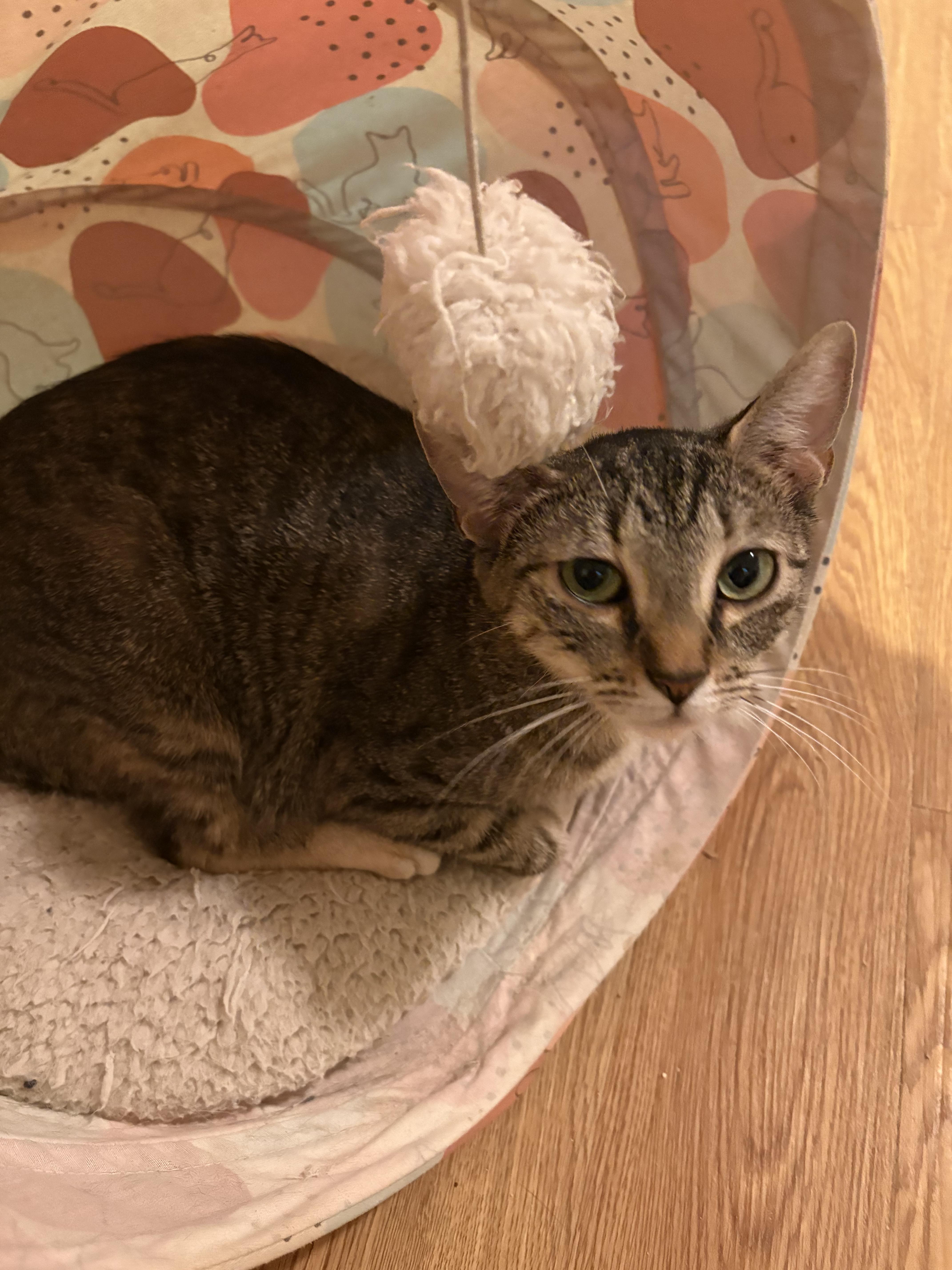 An adult medium-sized female Tabby (Brown / Chocolate) Domestic Short Hair cat named "Mini" minerva for adoption in Rochester, NY