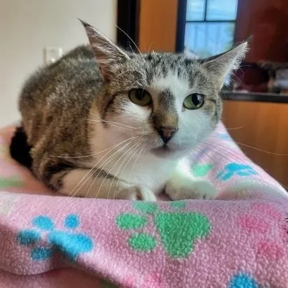 An adult medium-sized female Tabby (Brown / Chocolate) Domestic Short Hair cat named Cara for adoption in Rochester, MN