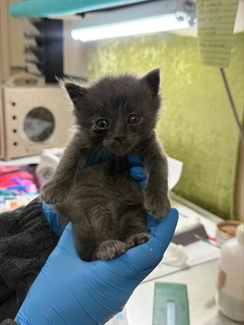 A baby small-sized male Domestic Short Hair cat named Aspen for adoption in Riverside, CA