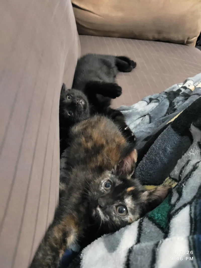 A baby medium-sized female Domestic Short Hair cat named Twister for adoption in Herndon, VA