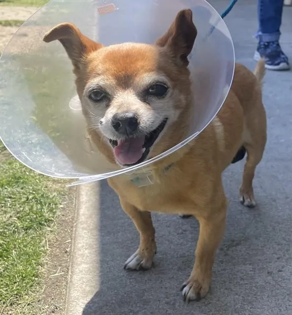 A senior small-sized male Chihuahua dog named Abner for adoption in Camarillo, CA