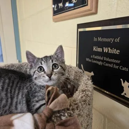 A young small-sized female Domestic Short Hair cat named Skylar for adoption in New Hope, PA