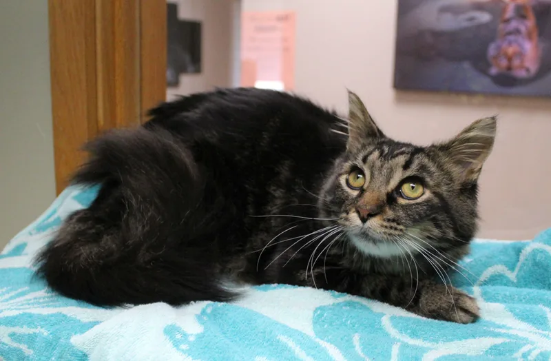 A young medium-sized male Domestic Medium Hair cat named Aziel for adoption in Portage, WI