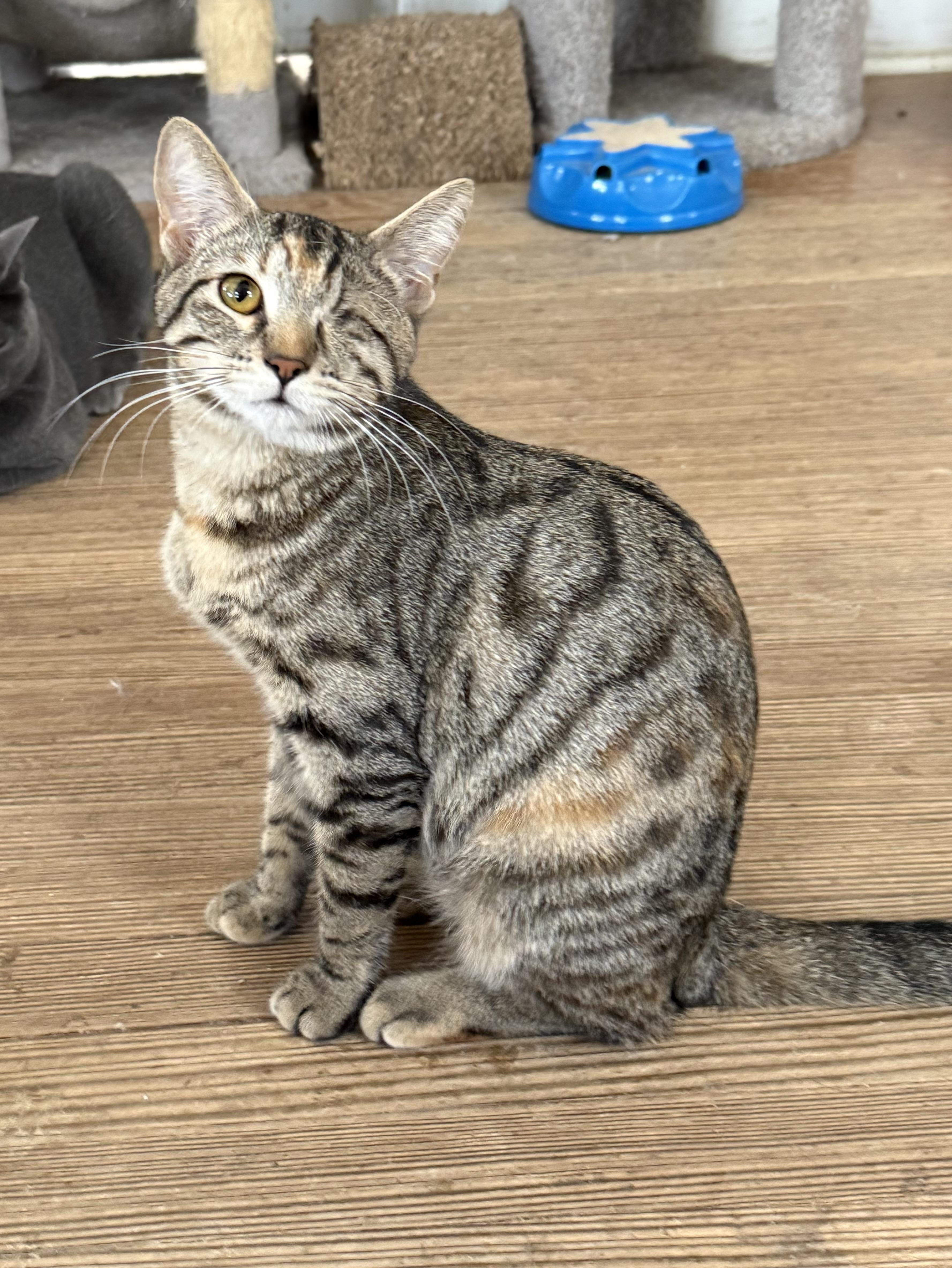 A young medium-sized female Tabby (Brown / Chocolate) Domestic Short Hair cat named Francis for adoption in Shreveport, LA