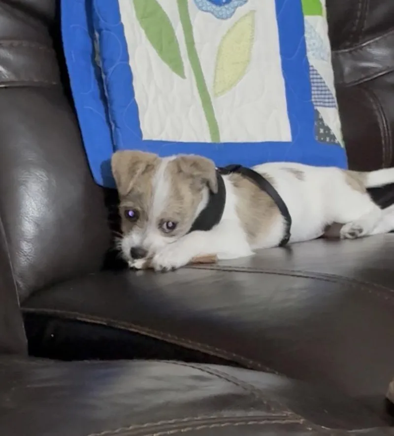 Dixie thumbnail 3