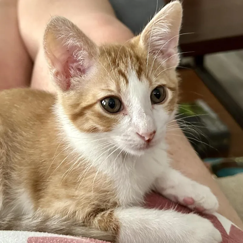 A baby small-sized male Orange / Red Domestic Short Hair cat named Copper for adoption in Santa Fe, TX