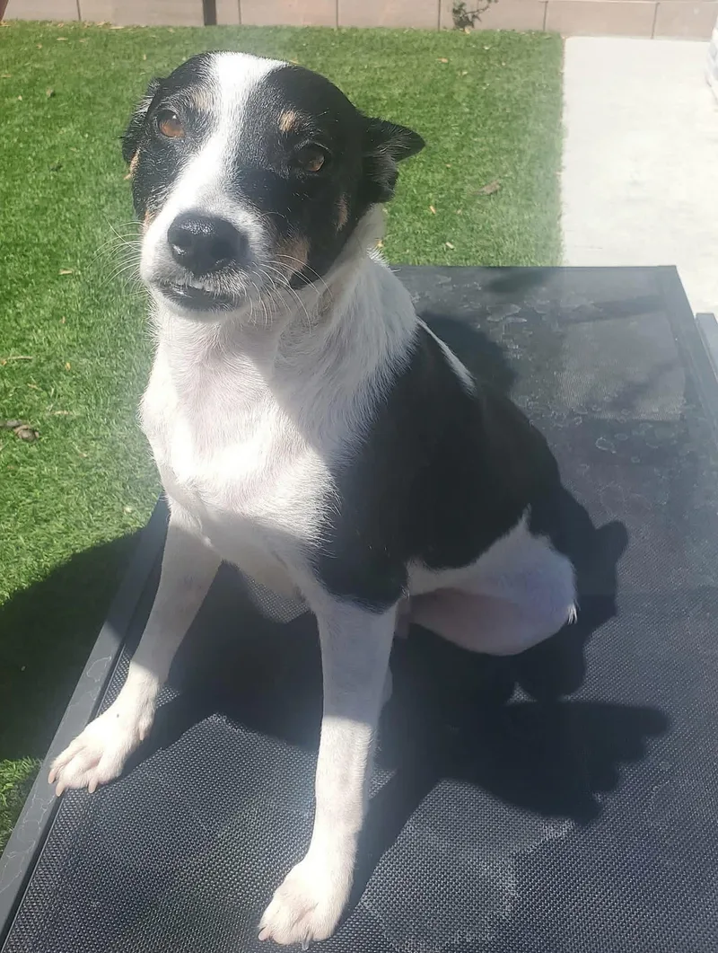 A young medium-sized female Mixed Breed dog named Margarita for adoption in Henderson, NV