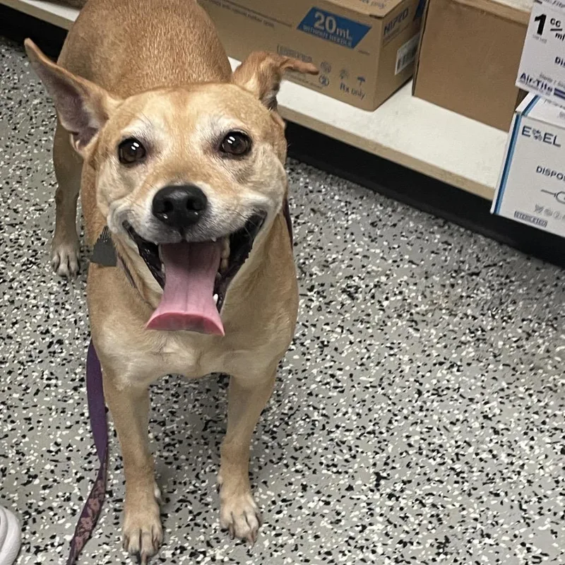 An adult medium-sized female Brown / Chocolate Terrier dog named Sugar for adoption in Lakeland, FL
