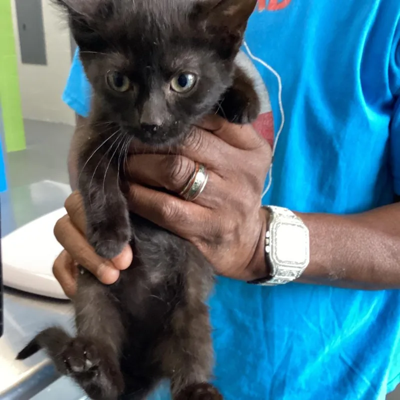 A baby small-sized female Black Domestic Short Hair cat named Fuzz for adoption in Montgomery, AL