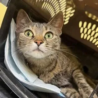 A young medium-sized female Brown / Chocolate Domestic Short Hair cat named Dory for adoption in New York, NY