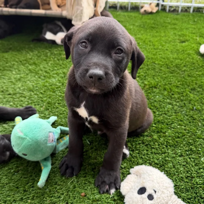 A baby medium-sized male Mixed Breed dog named Mike for adoption in Burbank, CA