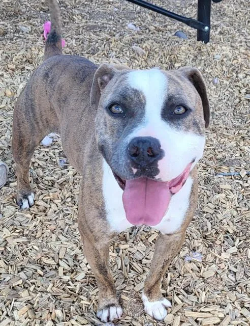 A young small-sized female American Staffordshire Terrier dog named Lina for adoption in Albuquerque, NM