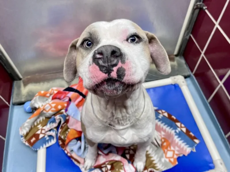 An adult large-sized male American Bulldog dog named Duke for adoption in Houston, TX
