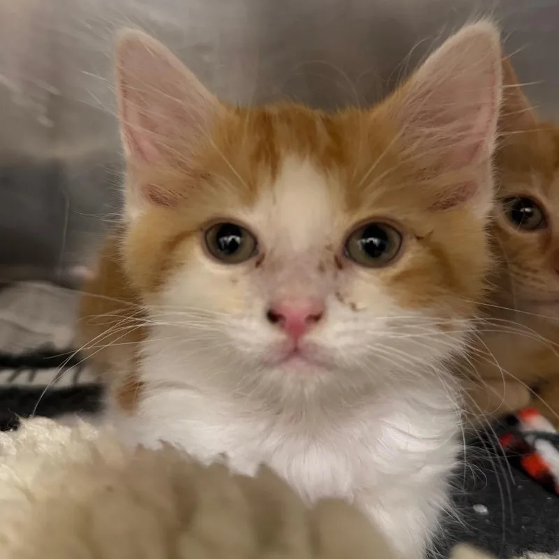A baby small-sized female Orange / Red Domestic Medium Hair cat named Tegan for adoption in Pekin, IL