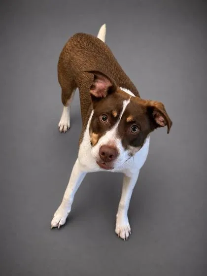A young small-sized male Australian Shepherd dog named Milo for adoption in Bowling Green, KY