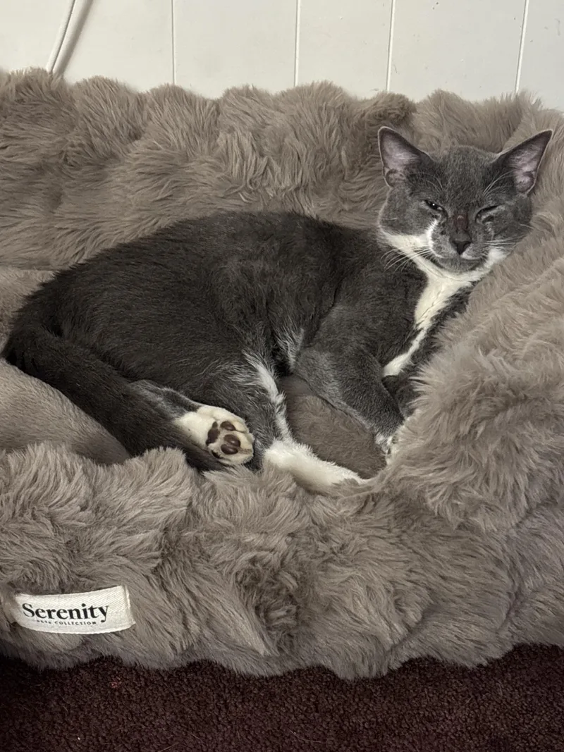 A young medium-sized male Gray & White Domestic Short Hair cat named Shadow for adoption in York, PA