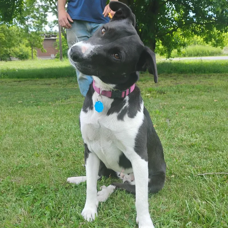 An adult medium-sized female Black Collie dog named Sophie for adoption in Flintstone, MD