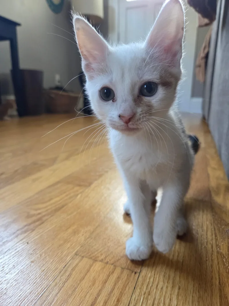 A baby medium-sized female Orange & White Domestic Short Hair cat named Pavlova for adoption in Jacksonville, FL