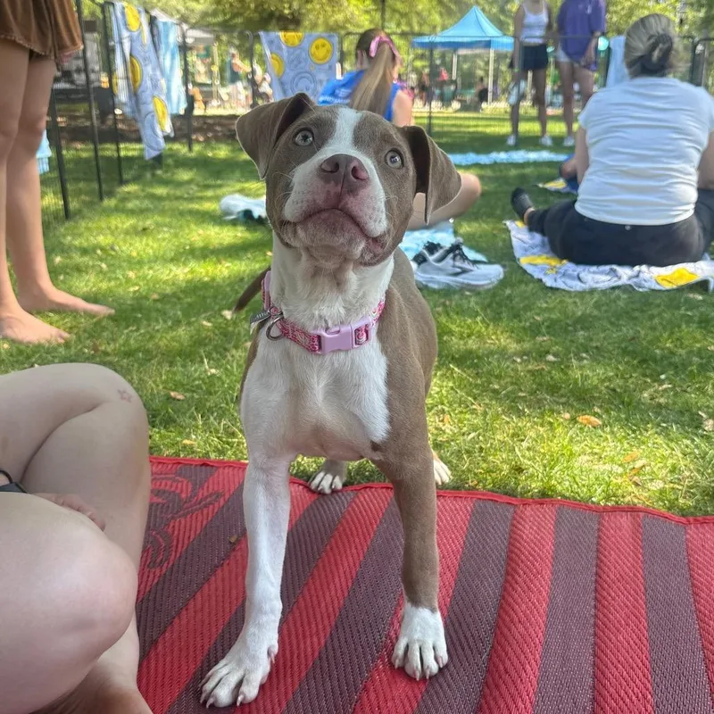 A young medium-sized female Brown / Chocolate Mixed Breed dog named Freya for adoption in Mullins, SC