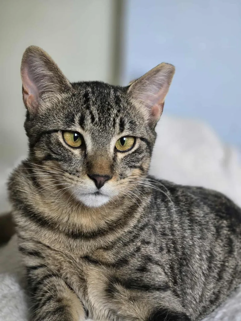 Meet Violet  A thumbnail 2