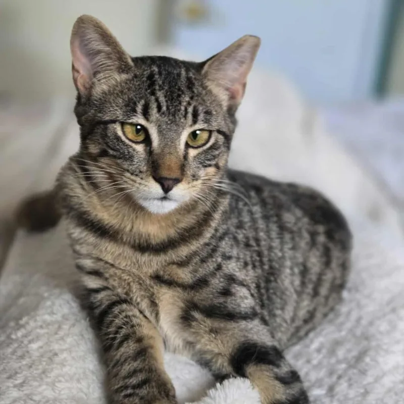 Meet Violet  A thumbnail 3