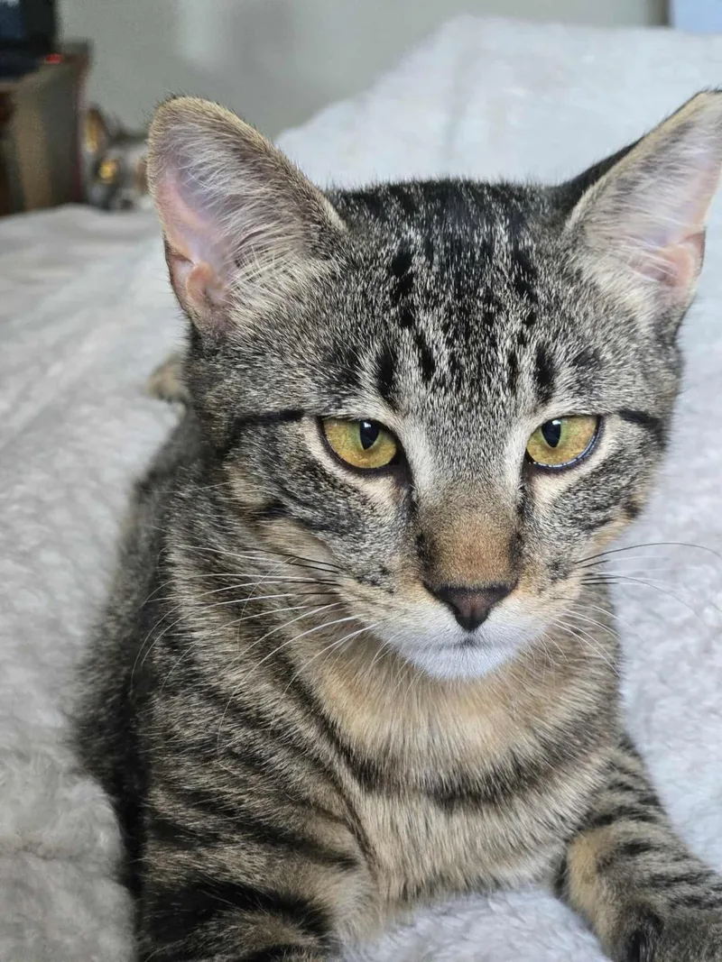 A young medium-sized female Tabby (Buff / Tan / Fawn) Tabby cat named Meet Violet  A for adoption in Metairie, LA